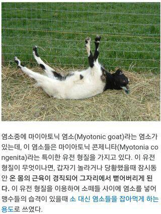 염소 종특.jpgif