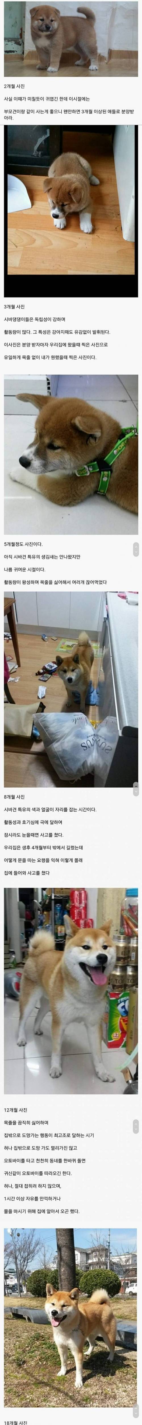 시바견의 성장과정.jpg