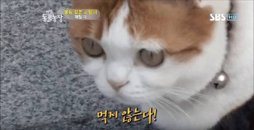 석가모니 빙의.jpg