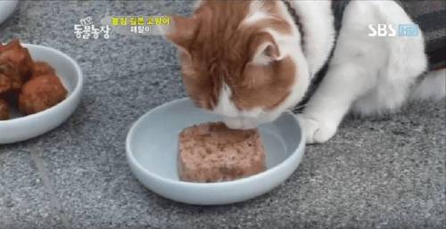 석가모니 빙의.jpg