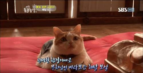 석가모니 빙의.jpg