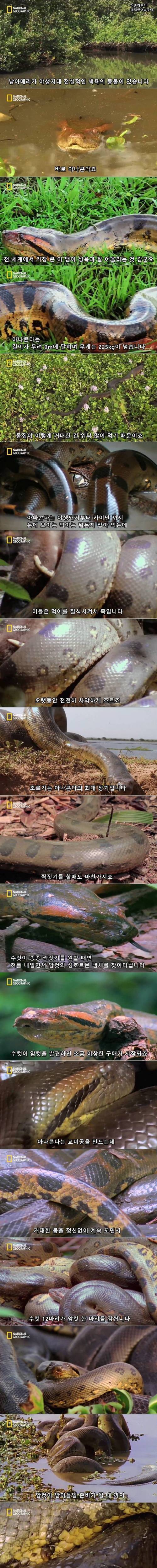 아나콘다의 욕구.jpg