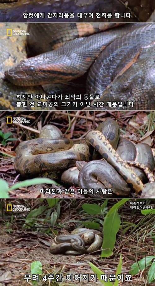 아나콘다의 욕구.jpg
