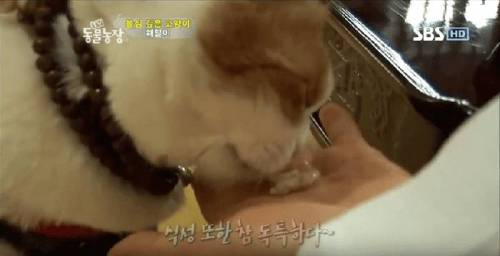 석가모니 빙의.jpg
