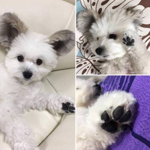 파피용 + 말티즈 교배의 결과