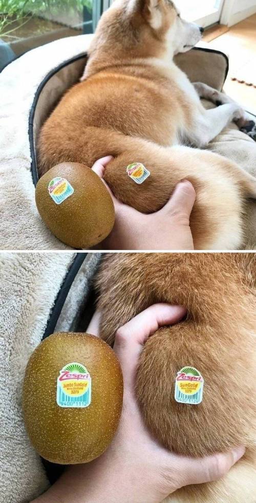 키위 두개.jpg