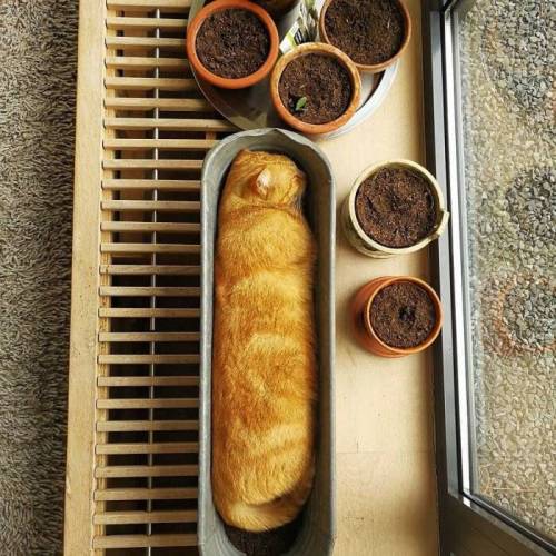 오븐에서 꺼낸 갓 구운.jpg