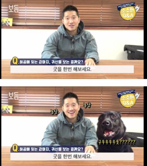 허공에 짖는 강아지, 귀신을 보는 걸까요 .jpg