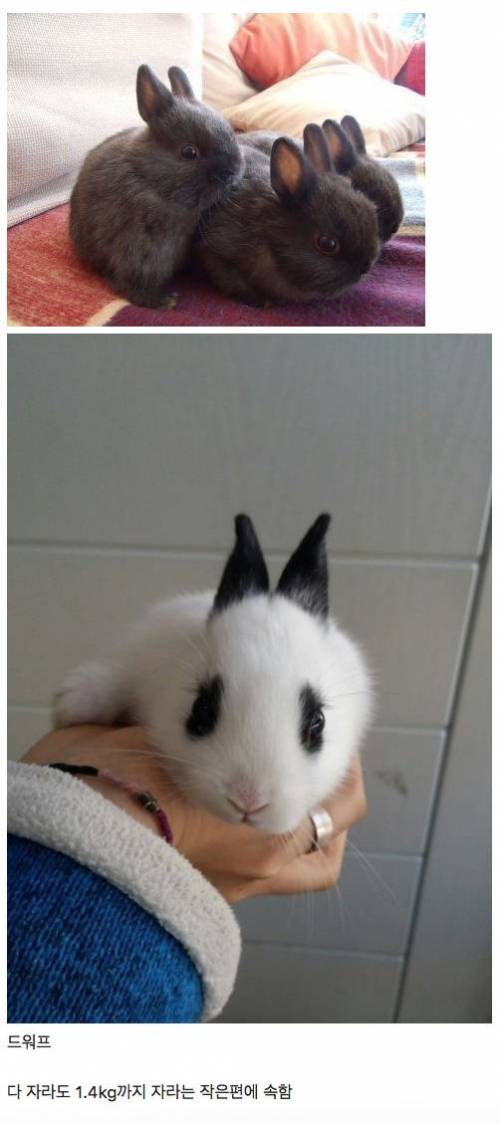 애완용 토끼의 종류.jpg
