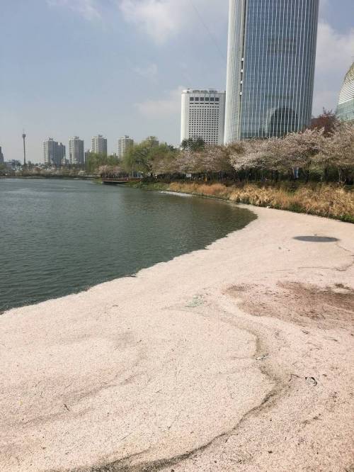 석촌호수 벚꽃 근황.jpg