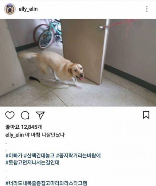 개스타그램.jpg