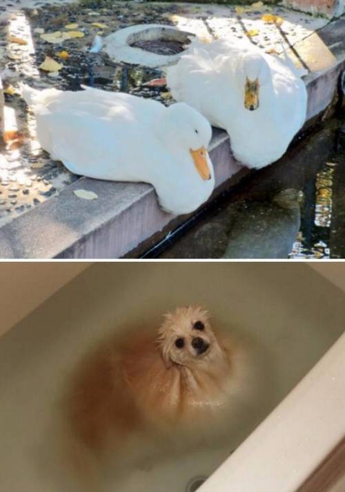 녹아내린 동물들.jpg
