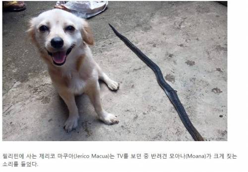 코브라 죽인 강아지.jpg