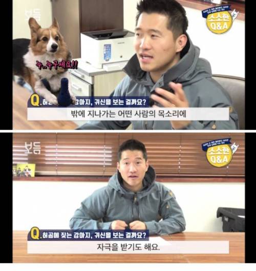 허공에 짖는 강아지, 귀신을 보는 걸까요 .jpg