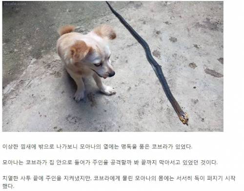 코브라 죽인 강아지.jpg