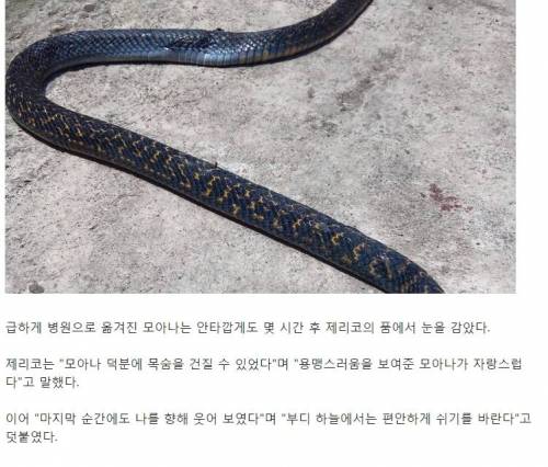 코브라 죽인 강아지.jpg