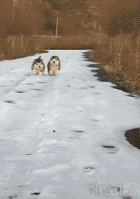 말라뮤트의 숨겨진 야생성.gif