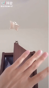 주인 손에 착지하는 슈가글라이더.gif