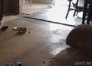 좋았어, 개자연스러웠어!.gif