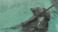 해병 물개.gif