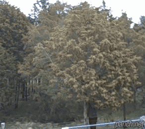 일본인들이 꽃가루알레르기에 많이 걸리는 이유.gif