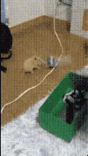 다들 우리집햄스터 생수병 댄스를 봐줘.gif