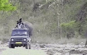 코끼리의 장난끼.gif