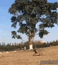 흔한 개 점프력.gif
