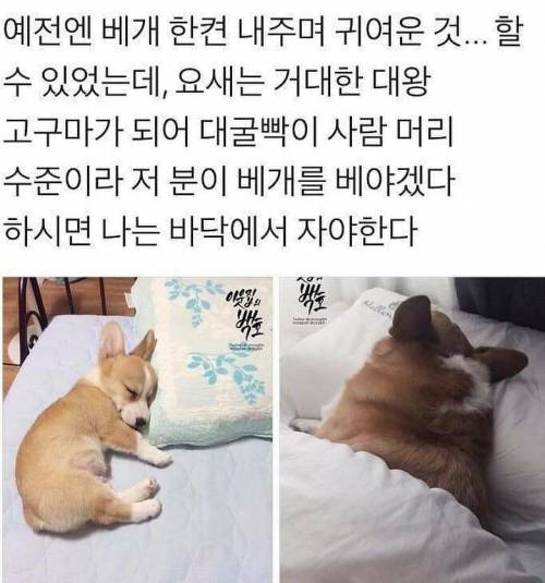 개팔자가 상팔자.jpg