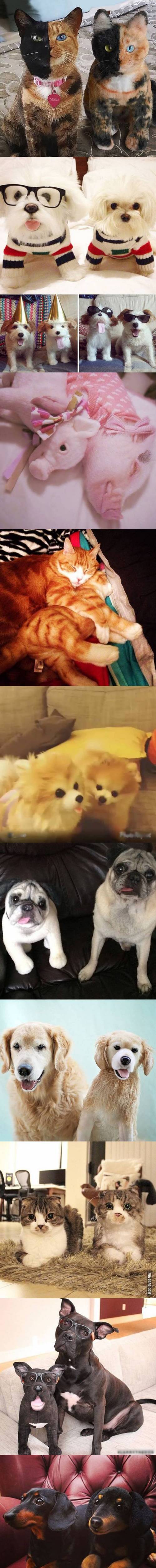 당신의 반려동물과 똑같은 인형을 만들어드립니다