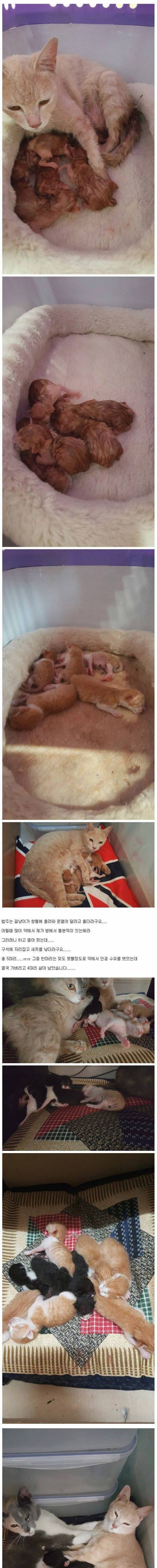아기 고양이 17마리 키우게 생김.jpg