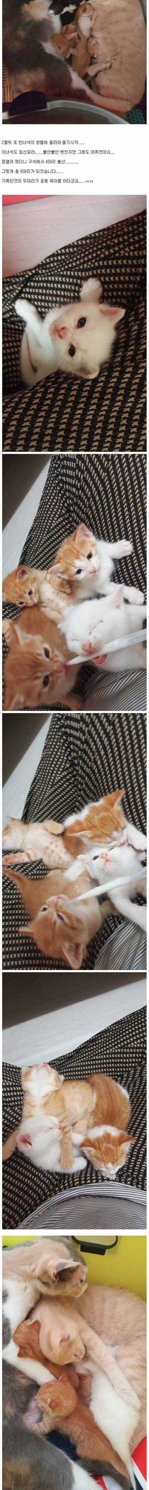 아기 고양이 17마리 키우게 생김.jpg