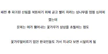 일본인들이 꽃가루알레르기에 많이 걸리는 이유.gif