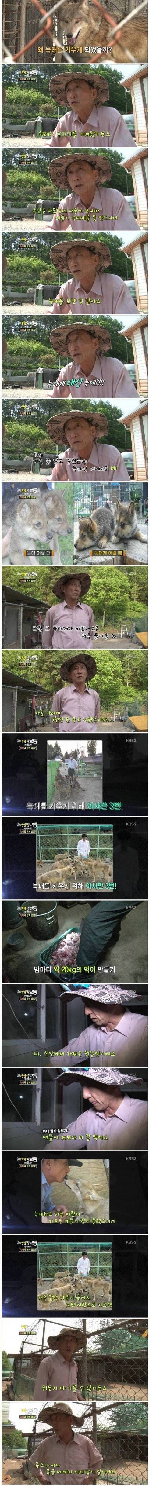 사기 당해서 늑대 키우게 된 아저씨.jpg