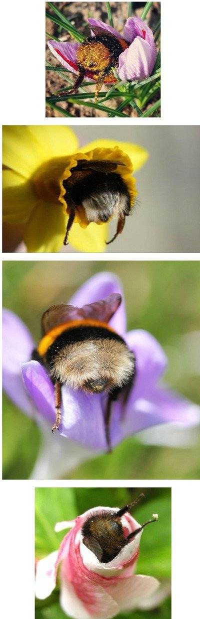 매일 꿀빠는 녀석.jpg