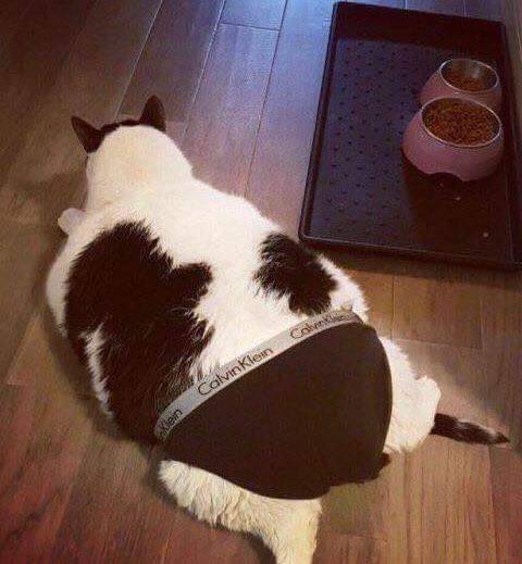 야옹이 짤 에디션.jpg