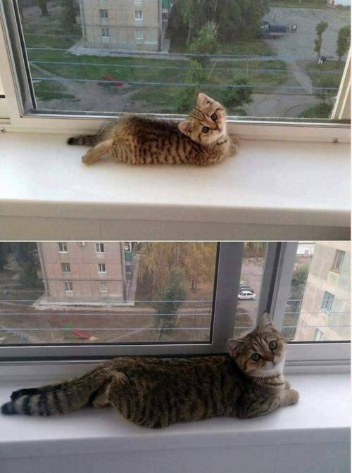 야옹이 짤 에디션.jpg