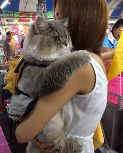 야옹이 짤 에디션.jpg