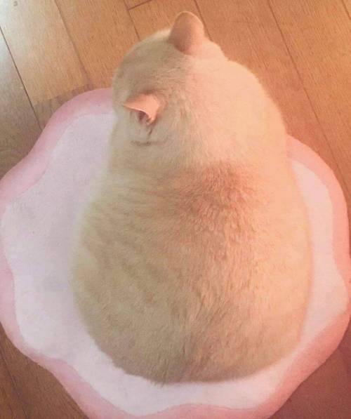 야옹이 짤 에디션.jpg