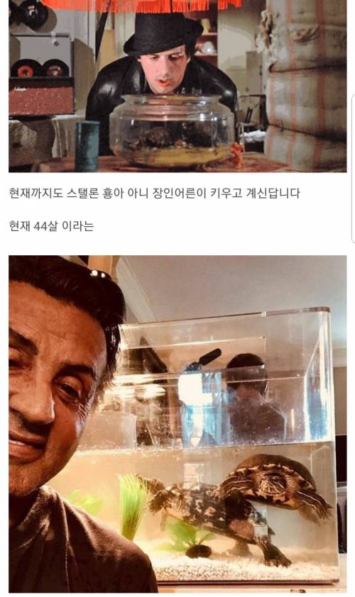 영화 록키에 나온 거북이.jpg