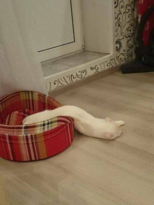 야옹이 짤 에디션.jpg