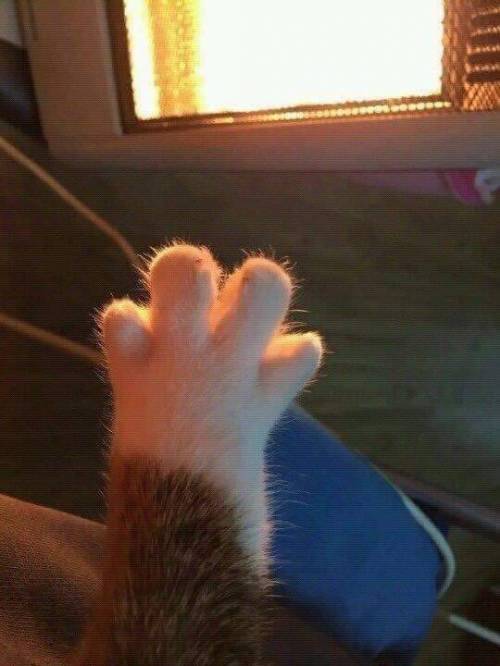 야옹이 짤 에디션.jpg