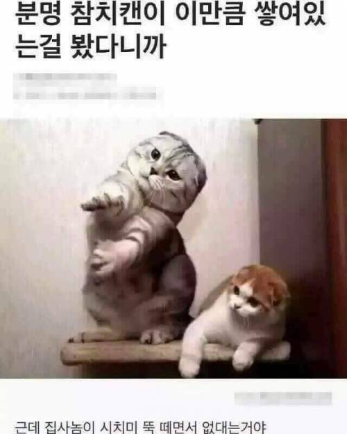 야옹이 짤 에디션.jpg