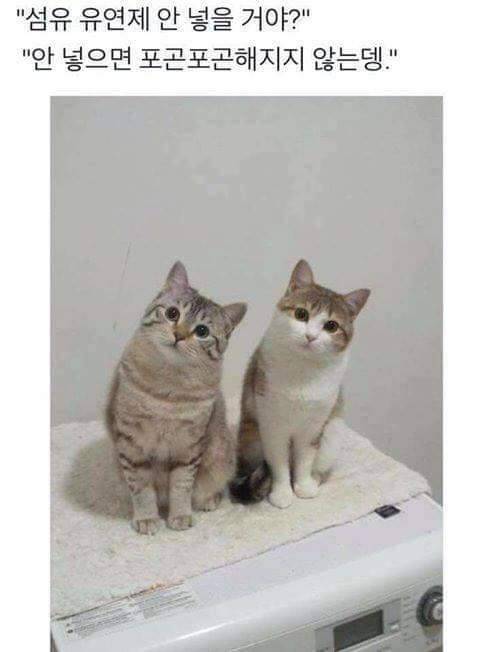 야옹이 짤 에디션.jpg