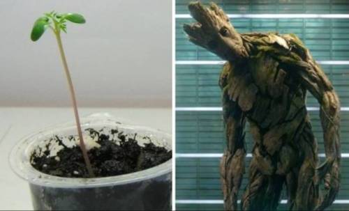 MCU 배우들의 과거 사진.jpg