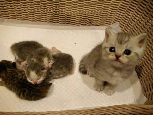 야옹이 짤 에디션.jpg