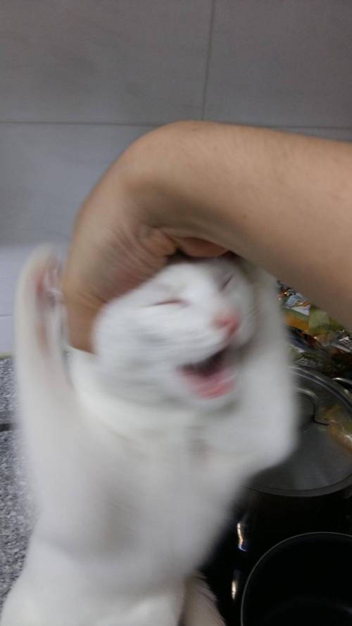 야옹이 짤 에디션.jpg