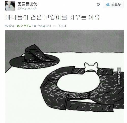 마녀들이 검은 고양이만 키우는 이유.jpg