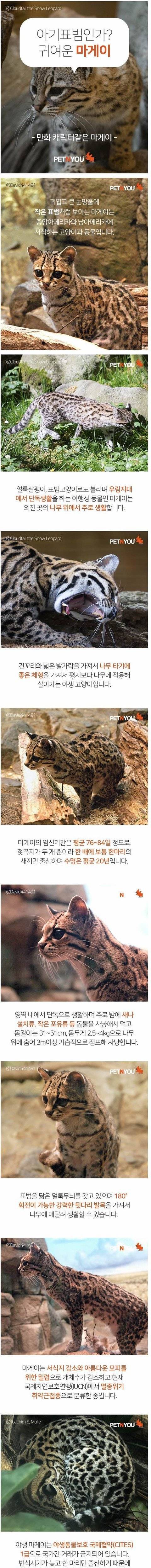 멸종 위기 동물 마게이.jpg