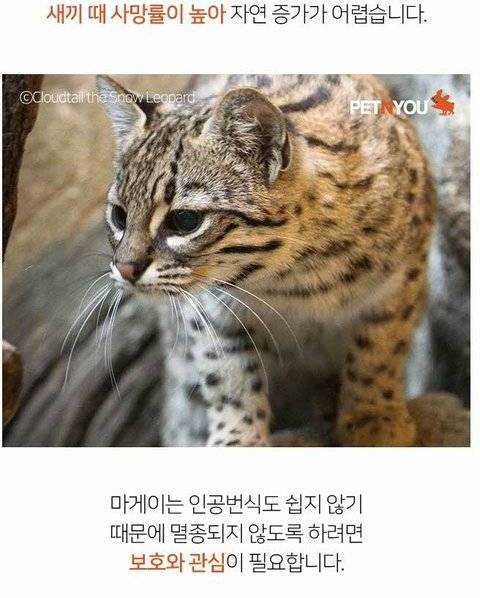 멸종 위기 동물 마게이.jpg